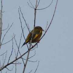 Chloris chloris