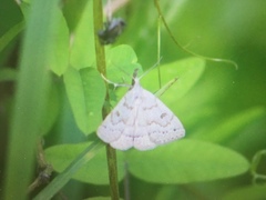 Chytolita morbidalis