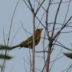 Chloris chloris