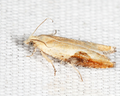 Pseudexentera costomaculana