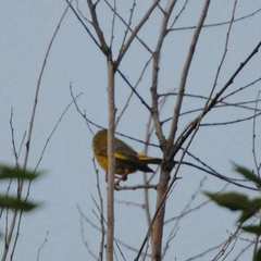 Chloris chloris