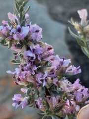 Amphithalea violacea