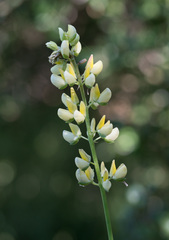 Lupinus arboreus