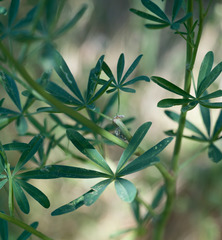 Lupinus arboreus