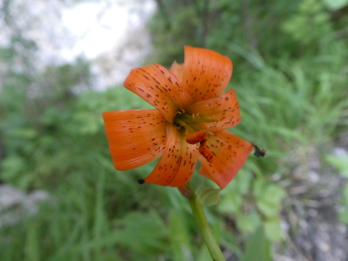 Image of Carniolan Lily (Lilium carniolicum) by (c) Philipp Pavelka, some rights reserved (CC BY)