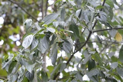 Cornus disciflora