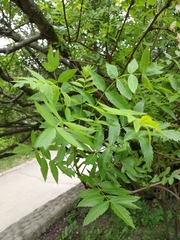 Xanthoceras sorbifolium