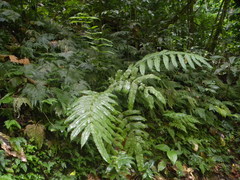 Hemidictyum marginatum