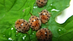 Henosepilachna septima