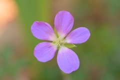 Geranium goldmanii