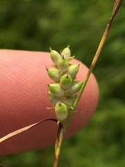 Carex conoidea
