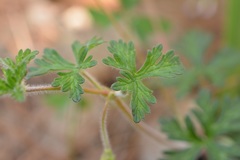 Geranium goldmanii