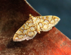 Pseudopyrausta acutangulalis