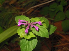 Scutellaria guatemalensis