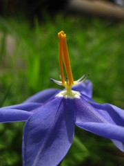 Nemastylis geminiflora
