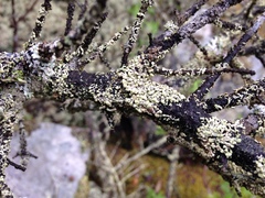 Parmeliopsis capitata