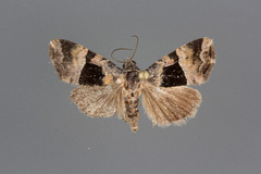 Cobubatha megaplaga