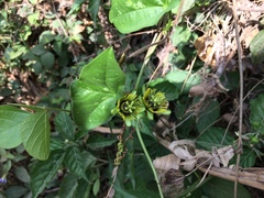Passiflora sexocellata