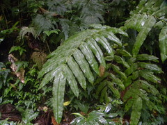 Hemidictyum marginatum