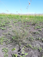 Helictotrichon desertorum