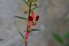 Cuphea hookeriana