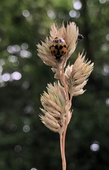 Harmonia axyridis