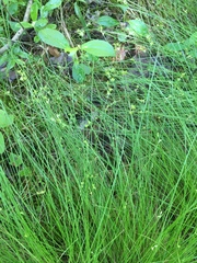 Carex atlantica
