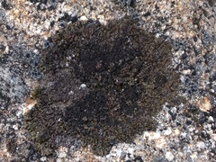 Montanelia disjuncta