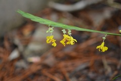 Lockhartia oerstedii