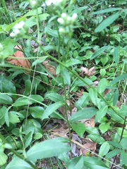 Sericocarpus asteroides