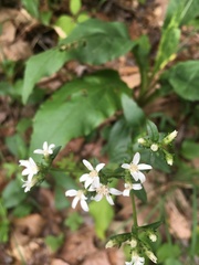 Sericocarpus asteroides