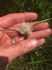Eriophorum viridicarinatum