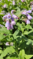 Symphytum × uplandicum