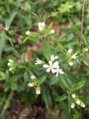 Sericocarpus asteroides