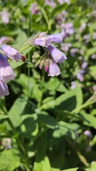 Symphytum × uplandicum