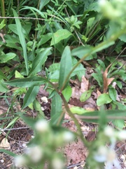 Sericocarpus asteroides