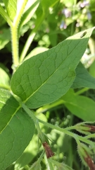 Symphytum × uplandicum