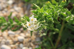 Tournefortia sibirica