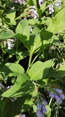Symphytum × uplandicum