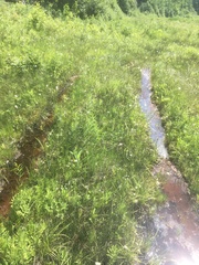 Eriophorum viridicarinatum