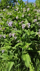 Symphytum × uplandicum