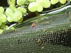 Sminthurides aquaticus