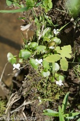Viola blanda