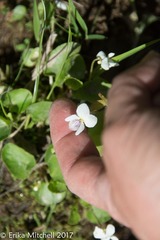 Viola blanda