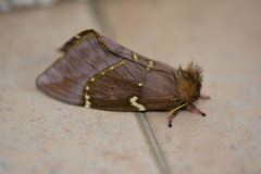 Paradirphia rudloffi