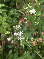 Sericocarpus asteroides