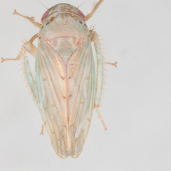 Polana quadrinotata