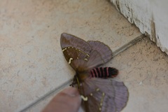 Paradirphia rudloffi