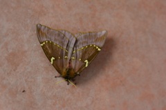 Paradirphia rudloffi