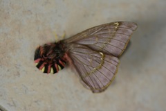 Paradirphia rudloffi